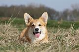 CORGI PEMBROKE 811